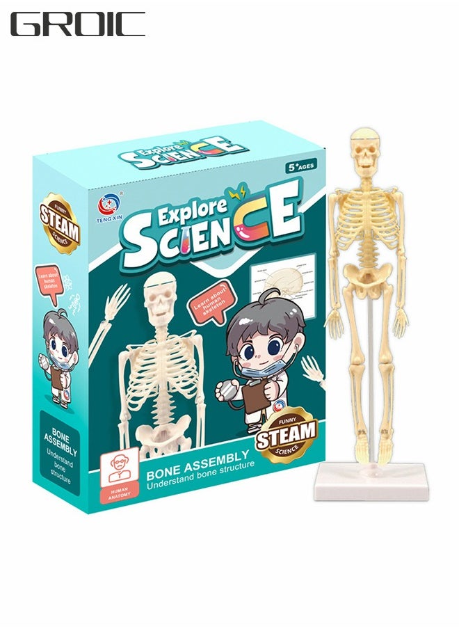 GROIC - Mini Human Skeleton Model with Movable Arms Legs and Stand for Kid to Study Educational toys Explore science - Image 1