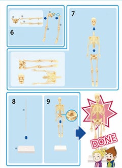 GROIC Mini Human Skeleton Model with Movable Arms Legs and Stand for Kid to Study Educational toys Explore science  - Image 4