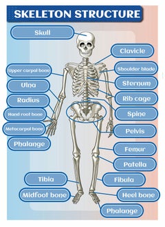 GROIC Mini Human Skeleton Model with Movable Arms Legs and Stand for Kid to Study Educational toys Explore science  - Image 5