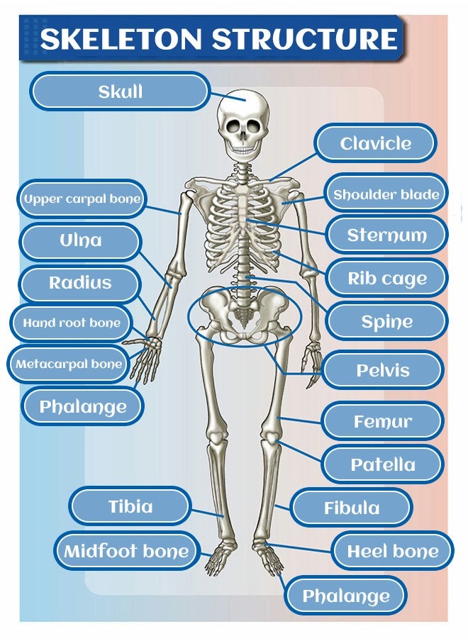 GROIC - Mini Human Skeleton Model with Movable Arms Legs and Stand for Kid to Study Educational toys Explore science - Image 1