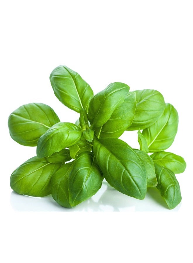 US Organic 100% Pure Basil Essential Oil - USDA Certified Organic, Steam Distilled W/Euro droppers (More Size Variations Available) (30 ml / 1 fl oz) - Image 4