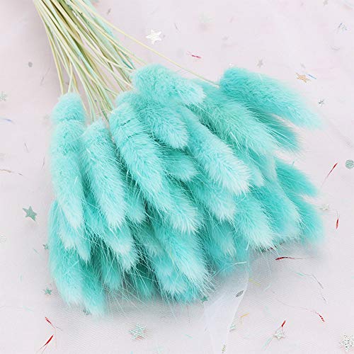 OUKEYI Home Decoration Lagurus Ovatus Rabbit Tail Dried Flowers, Real Flower, Eternal Flower Dried Grass,Flower Bouquet, Natural Material Shooting Props Dried Flowers 50PCS（TIFF blue ） - Image 3