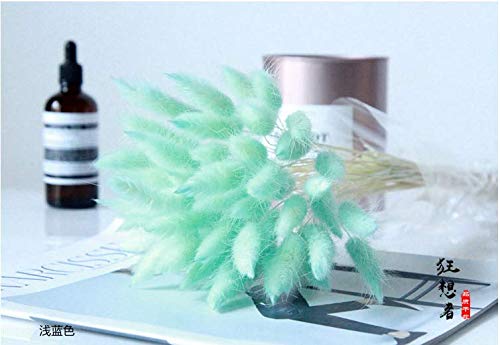 OUKEYI Home Decoration Lagurus Ovatus Rabbit Tail Dried Flowers, Real Flower, Eternal Flower Dried Grass,Flower Bouquet, Natural Material Shooting Props Dried Flowers 50PCS（TIFF blue ） - Image 2