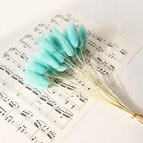 OUKEYI Home Decoration Lagurus Ovatus Rabbit Tail Dried Flowers, Real Flower, Eternal Flower Dried Grass,Flower Bouquet, Natural Material Shooting Props Dried Flowers 50PCS（TIFF blue ） - Image 5