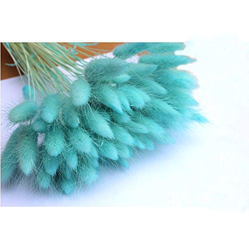 OUKEYI Home Decoration Lagurus Ovatus Rabbit Tail Dried Flowers, Real Flower, Eternal Flower Dried Grass,Flower Bouquet, Natural Material Shooting Props Dried Flowers 50PCS（TIFF blue ） - Image 1