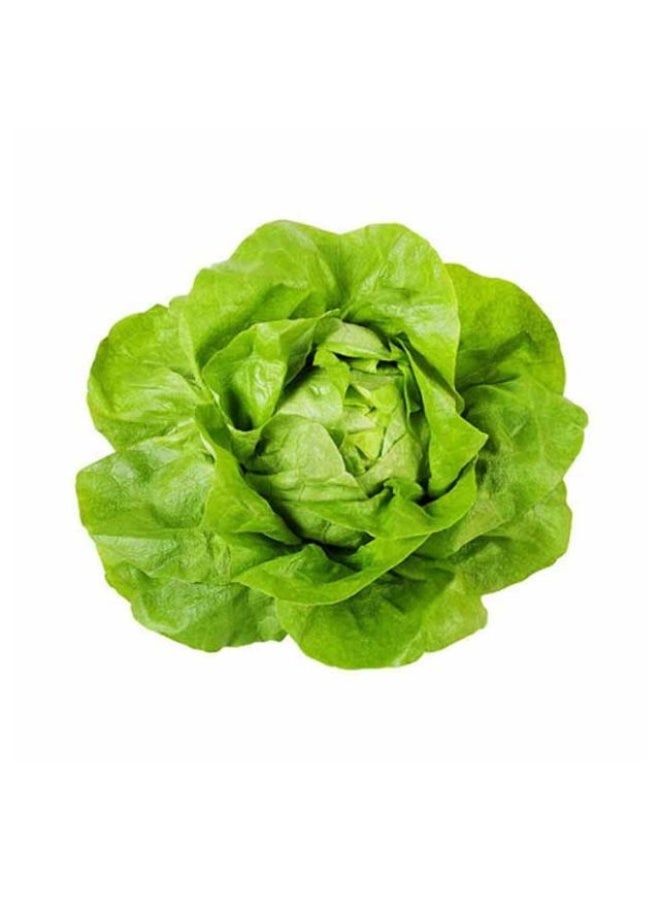 Boston Lettuce, 100g to 125g per piece, Netherlands