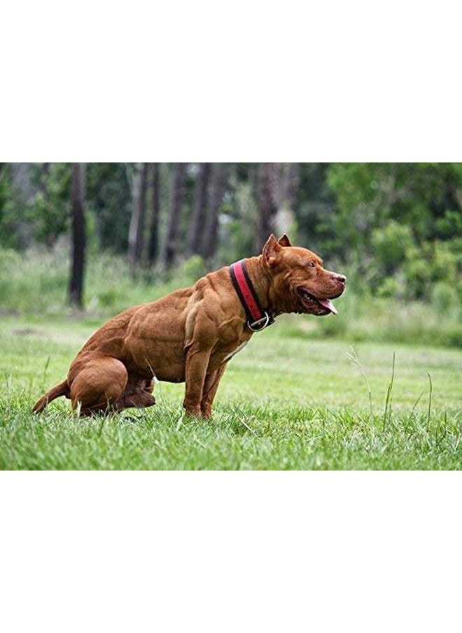 MVP K9 Supplements - Mvp K9 Formula Mass Weight Gainer For Dogs  Helps Promote Healthy Weight Gain, Size And Muscle In Dogs  Great For Skinny, Underweight, Picky Eaters. All Breed Formula, Made In Usa (45 Servings) - Image 1
