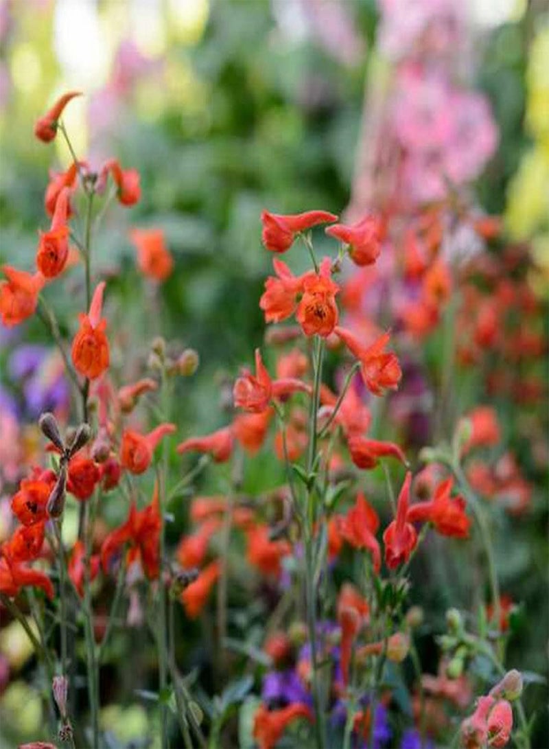 GGOOT Larkspur Red Cap - Delphinium nudicaule Flower Seeds, Home Garden Planting by Heavy Torch, 20 Seeds - Image 5