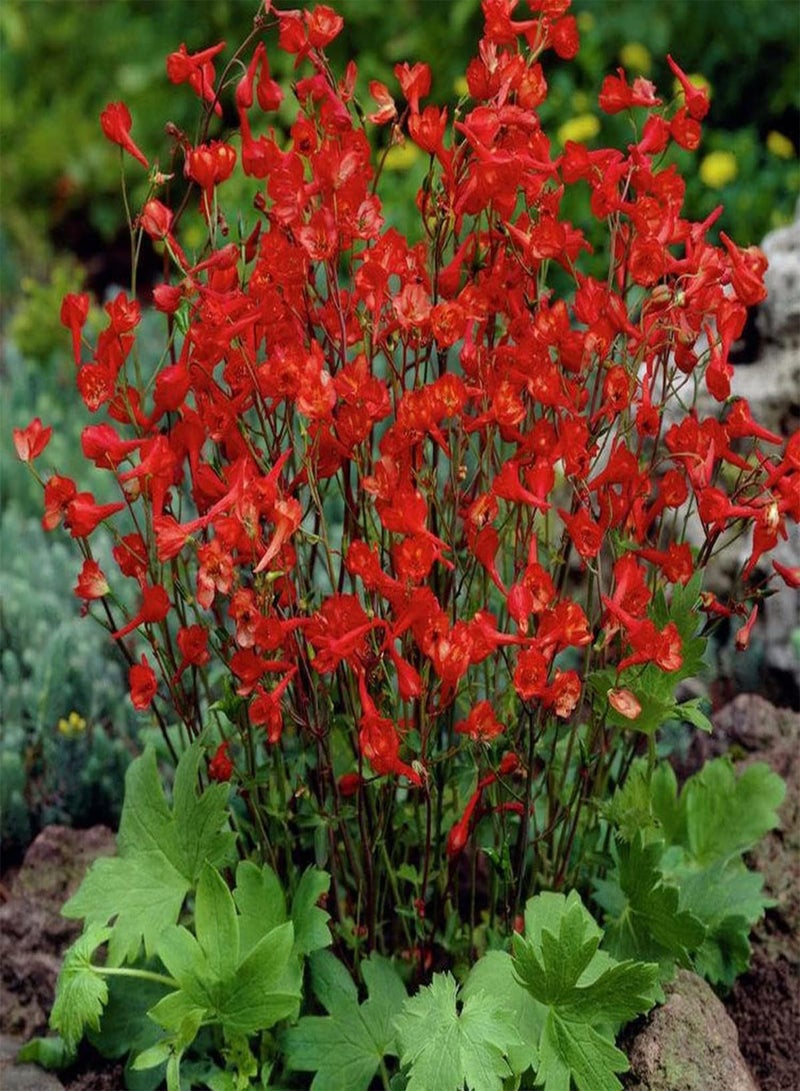 GGOOT Larkspur Red Cap - Delphinium nudicaule Flower Seeds, Home Garden Planting by Heavy Torch, 20 Seeds - Image 3
