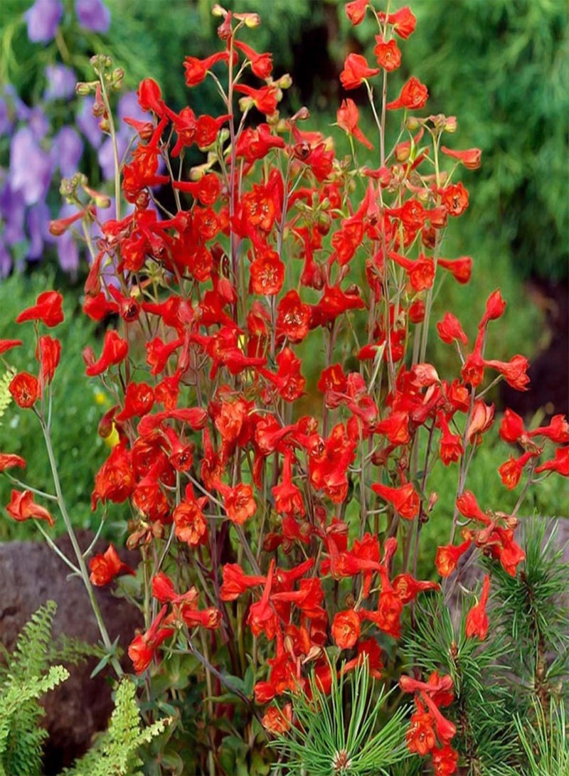 GGOOT Larkspur Red Cap - Delphinium nudicaule Flower Seeds, Home Garden Planting by Heavy Torch, 20 Seeds - Image 2