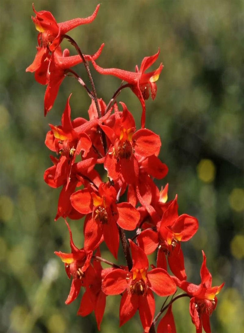 GGOOT Larkspur Red Cap - Delphinium nudicaule Flower Seeds, Home Garden Planting by Heavy Torch, 20 Seeds - Image 4