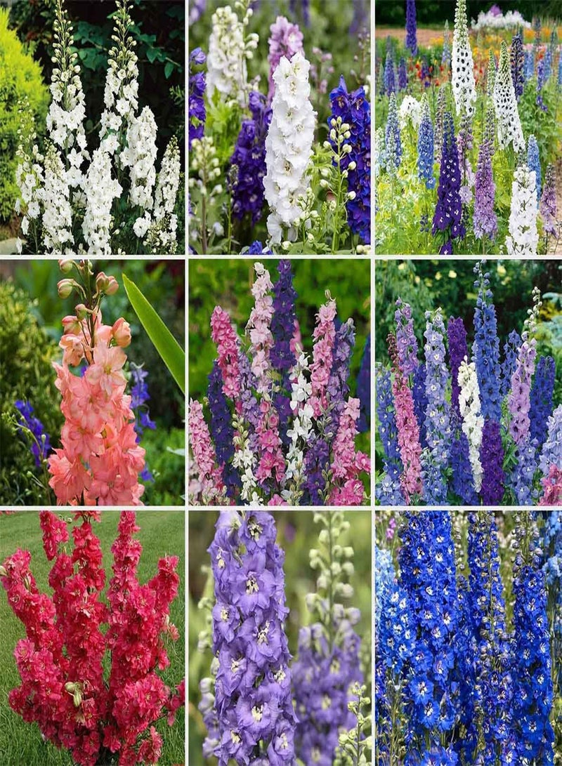 GGOOT Larkspur Red Cap - Delphinium nudicaule Flower Seeds, Home Garden Planting by Heavy Torch, 20 Seeds - Image 1