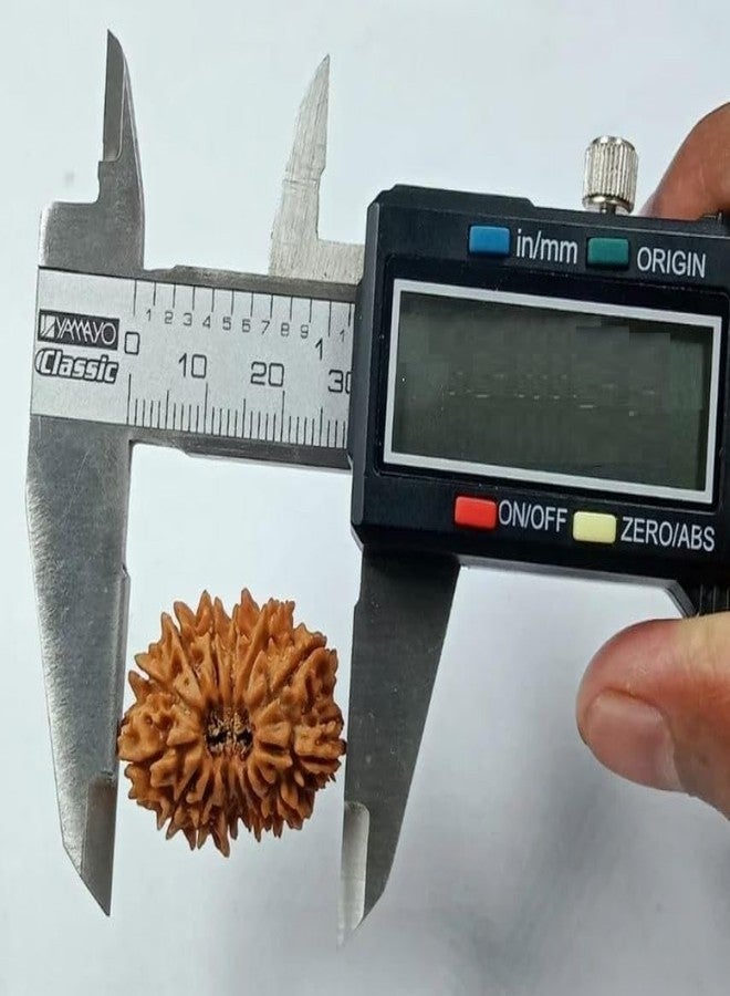 IRIS GEMS 14 Face Rudraksha أصلي معتمد من أربعة عشر Mukhi Rudraksha خرز بني على شكل بيضاوي चौдह मुकी रुत्राक्ष مع قلادة أو Laal Dori نيبال 14 Mukhi Rudraksha للرجال والنساء - Image 3