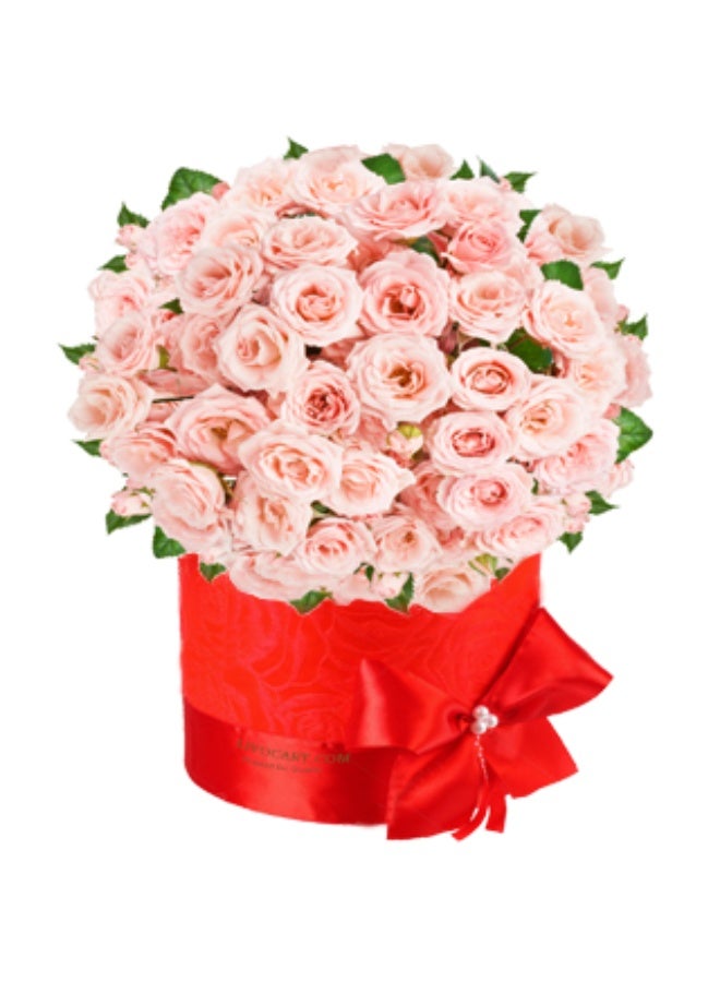 Fresh live 50 pink roses beautifully presented in a romantic box
