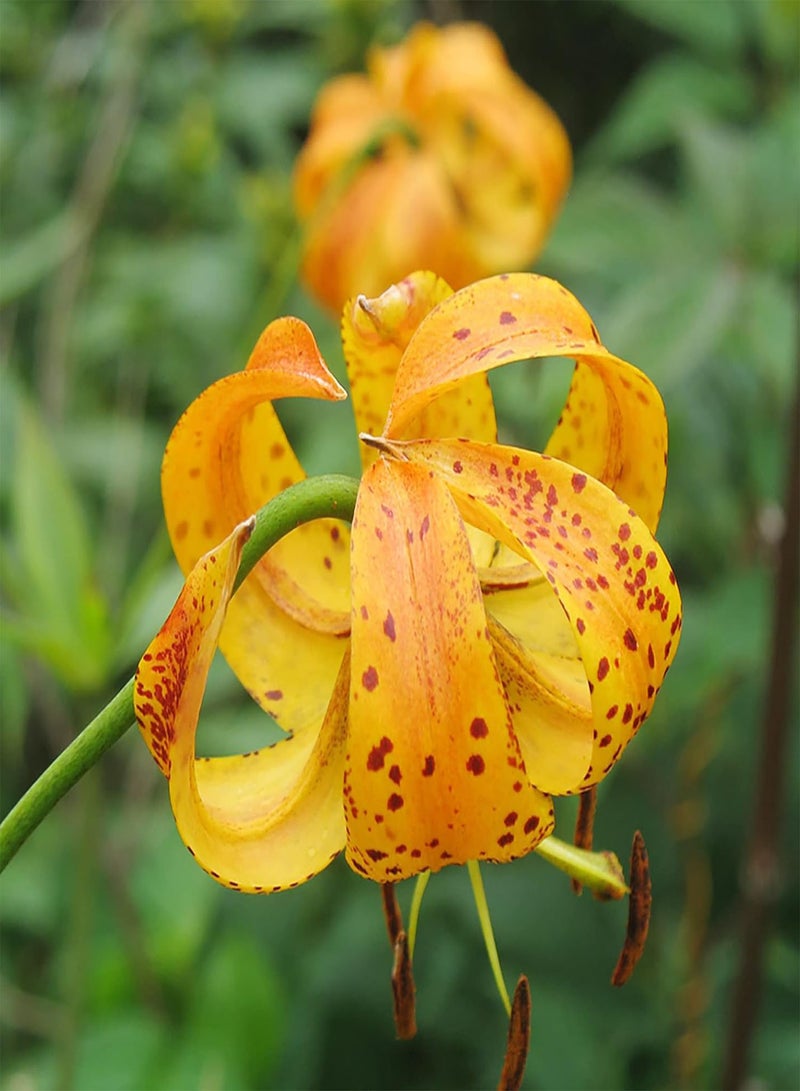 GGOOT Turk's Cap Lily Seeds Lilium Superbum Elegant and Distinct Appearance Hardy Perennial Plant Low-Maintenance Attractive to Pollinators for Garden Beds, Borders Outdoor 25Pcs by YEGAOL Garden - Image 4