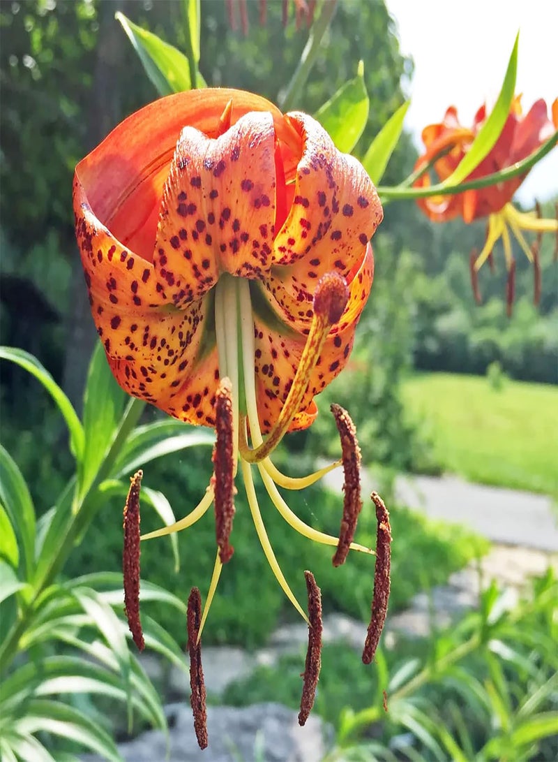 GGOOT Turk's Cap Lily Seeds Lilium Superbum Elegant and Distinct Appearance Hardy Perennial Plant Low-Maintenance Attractive to Pollinators for Garden Beds, Borders Outdoor 25Pcs by YEGAOL Garden - Image 2
