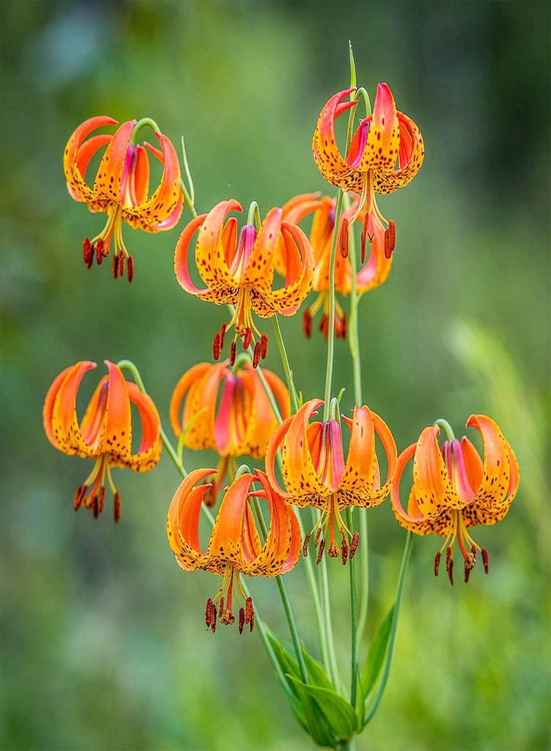 GGOOT Turk's Cap Lily Seeds Lilium Superbum Elegant and Distinct Appearance Hardy Perennial Plant Low-Maintenance Attractive to Pollinators for Garden Beds, Borders Outdoor 25Pcs by YEGAOL Garden - Image 5