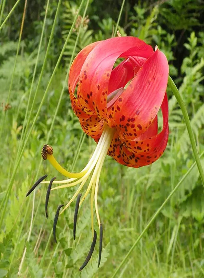 GGOOT Turk's Cap Lily Seeds Lilium Superbum Elegant and Distinct Appearance Hardy Perennial Plant Low-Maintenance Attractive to Pollinators for Garden Beds, Borders Outdoor 25Pcs by YEGAOL Garden - Image 1