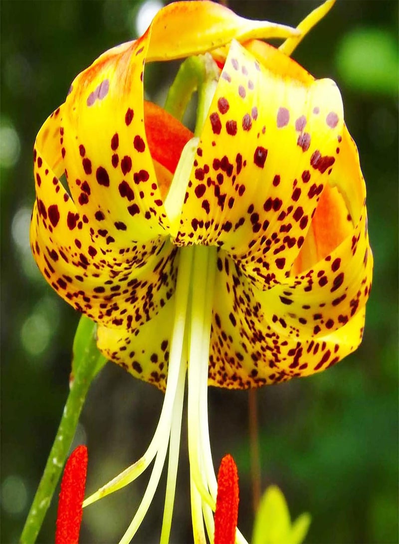 GGOOT Turk's Cap Lily Seeds Lilium Superbum Elegant and Distinct Appearance Hardy Perennial Plant Low-Maintenance Attractive to Pollinators for Garden Beds, Borders Outdoor 25Pcs by YEGAOL Garden - Image 3