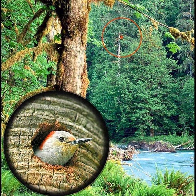 30x42 High Power Monocular Telescope With BAK4 Prism FMC Lens And Tripod - Image 3