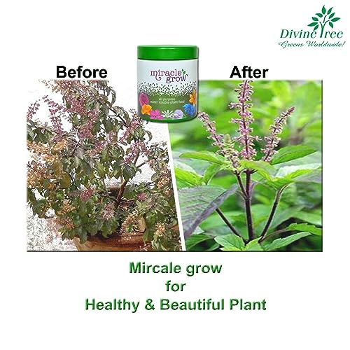 DIVINE TREE Miracle Grow All Purpose Water Soluble Organic Plant Food, Perfect for Lush Green Leaves and Beneficial Removing The Yellowness of The Leaves (150gm) - Image 4