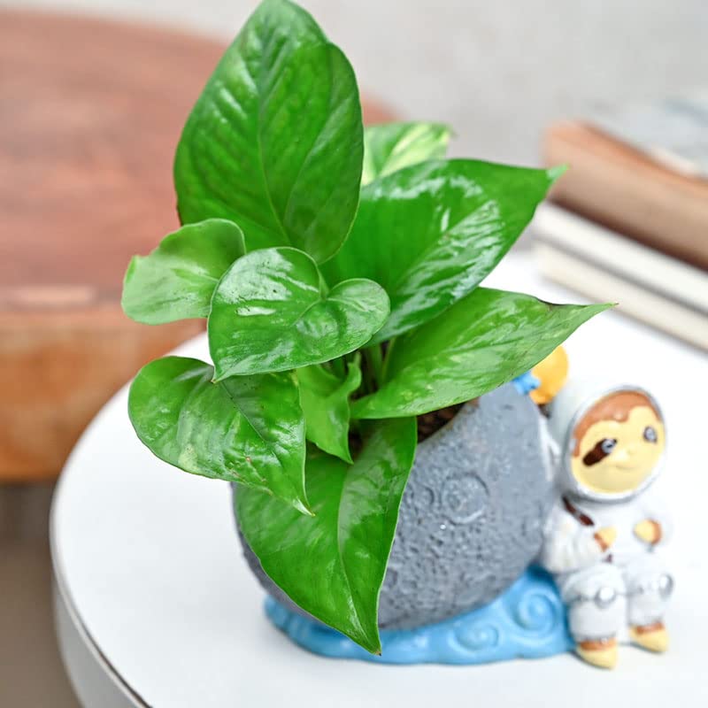 Floweraura نبات المال الزخرفي فازة على شكل رائد فضاء للزينة الداخلية في غرفة المعيشة أو شرفة الطاولة أو زاوية المكتب - Image 2