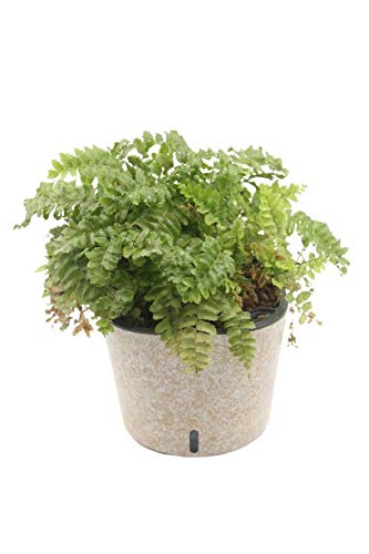 MADHULI Gardencia Cube Painted Planter Golden Structure, Self Watering Polypropylene & Painted Structure Indoor & Outdoor Flowers Pot, Plant Pot for Home & Garden 6x6x5 in - Image 1