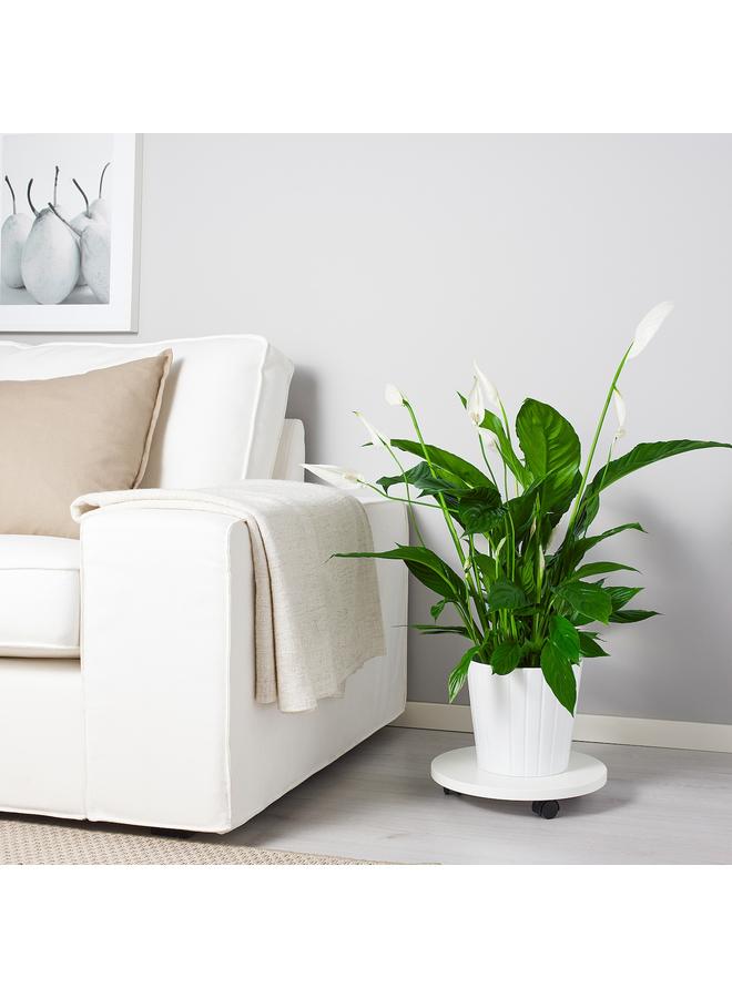 Zaboon Potted plant, Peace lily, 17 cm - Image 2