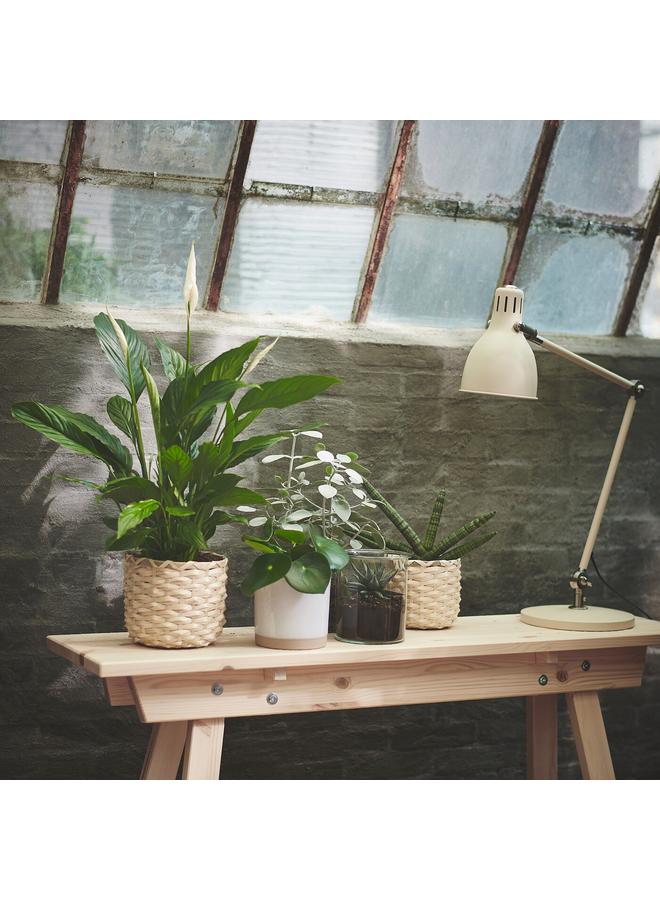 Zaboon Potted plant, Peace lily, 17 cm - Image 3