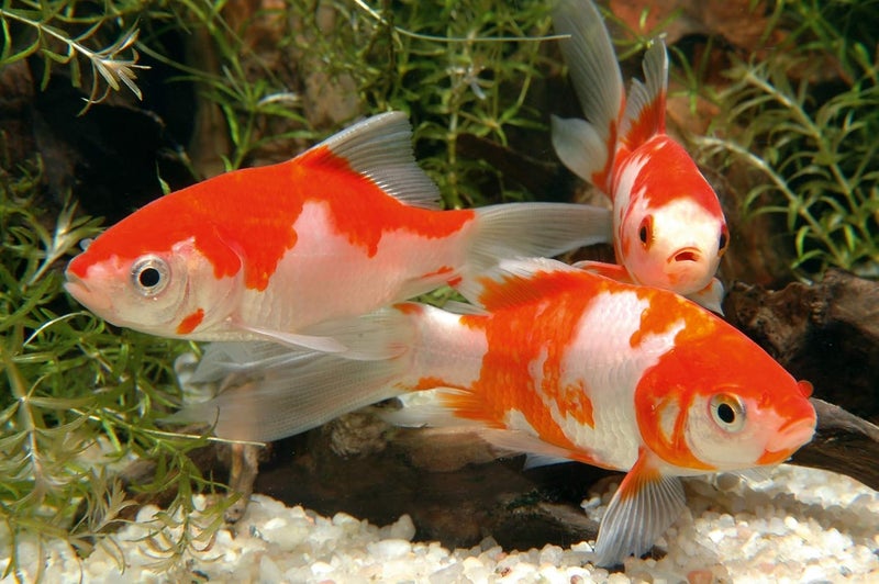 Sera Pond Mix Royal - 600 grams, Fish Food - Image 2