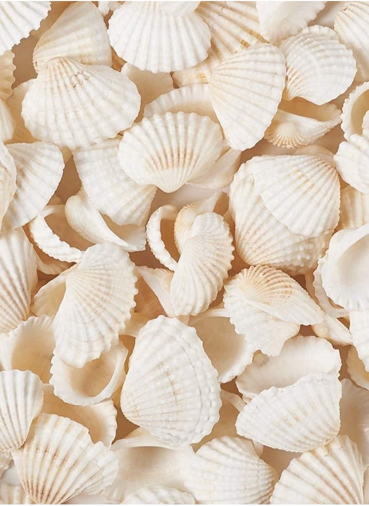 Generic Scallop Shell Natural Seashell from Sea Beach for DIY Craft Decor (White1) 300 grams 