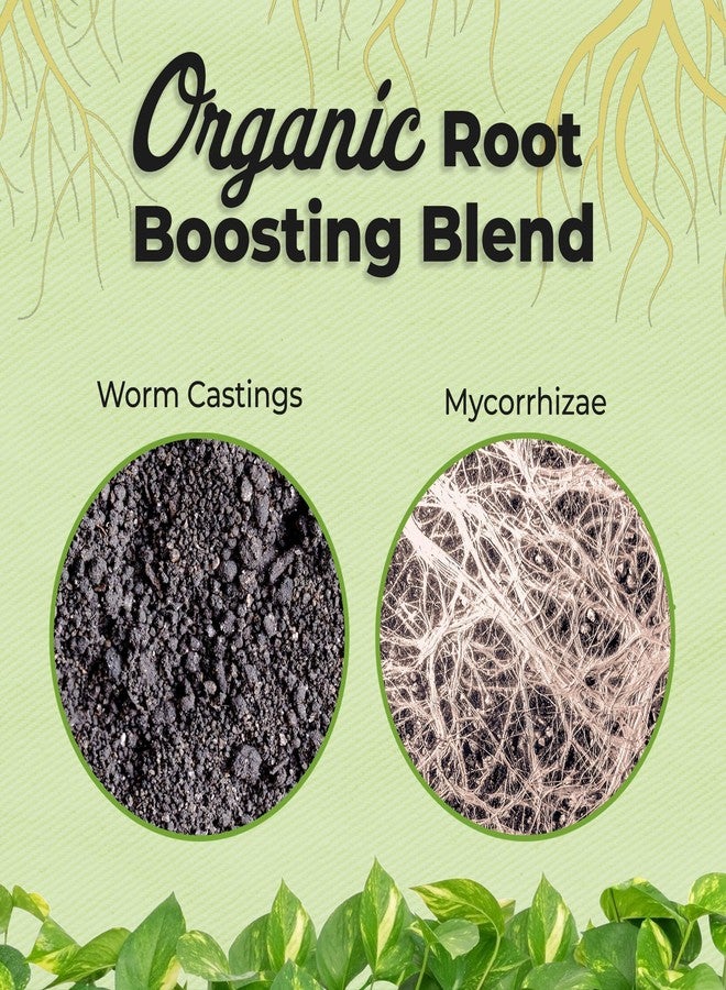 PERFECT PLANTS مزيج تربة عضوي لنباتات الأرويد من بيرفكت بلانتس | تربة زراعية خشنة لنباتات الزينة المنزلية الاستوائية | رقائق لحاء الصنوبر والفطريات الجذرية (8 كوارت) - Image 4