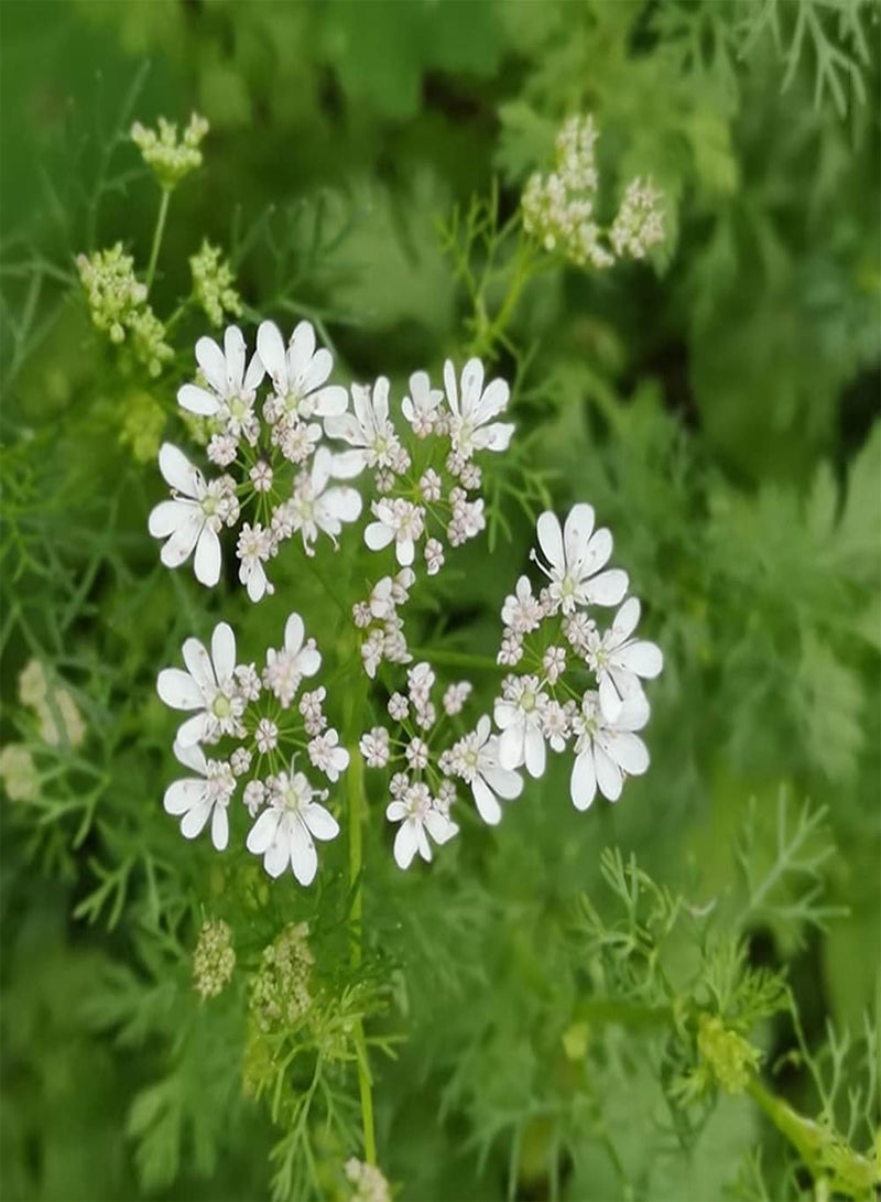 GGOOT 150pcs Unique Ideal Non GMO Coriander Seeds Entry Level Herbs Vegetables Outdoors with Family Enjoy Planting Fun Add Joyous Atmosphere - Image 2