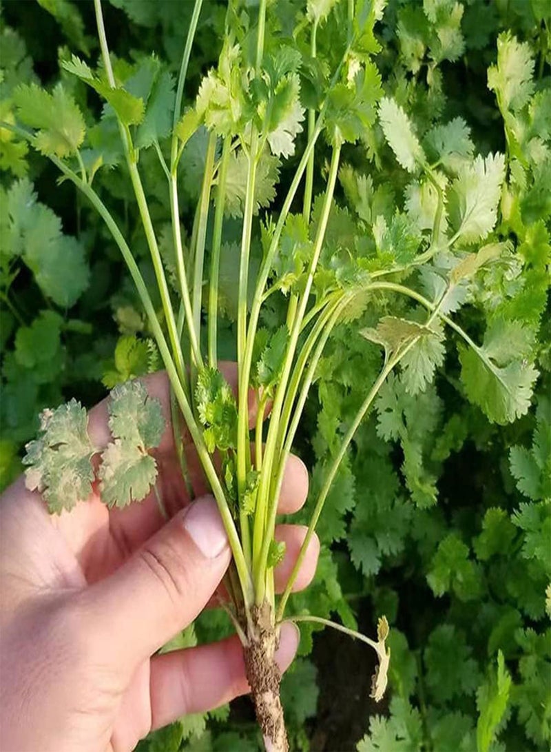 GGOOT 150pcs Unique Ideal Non GMO Coriander Seeds Entry Level Herbs Vegetables Outdoors with Family Enjoy Planting Fun Add Joyous Atmosphere - Image 3