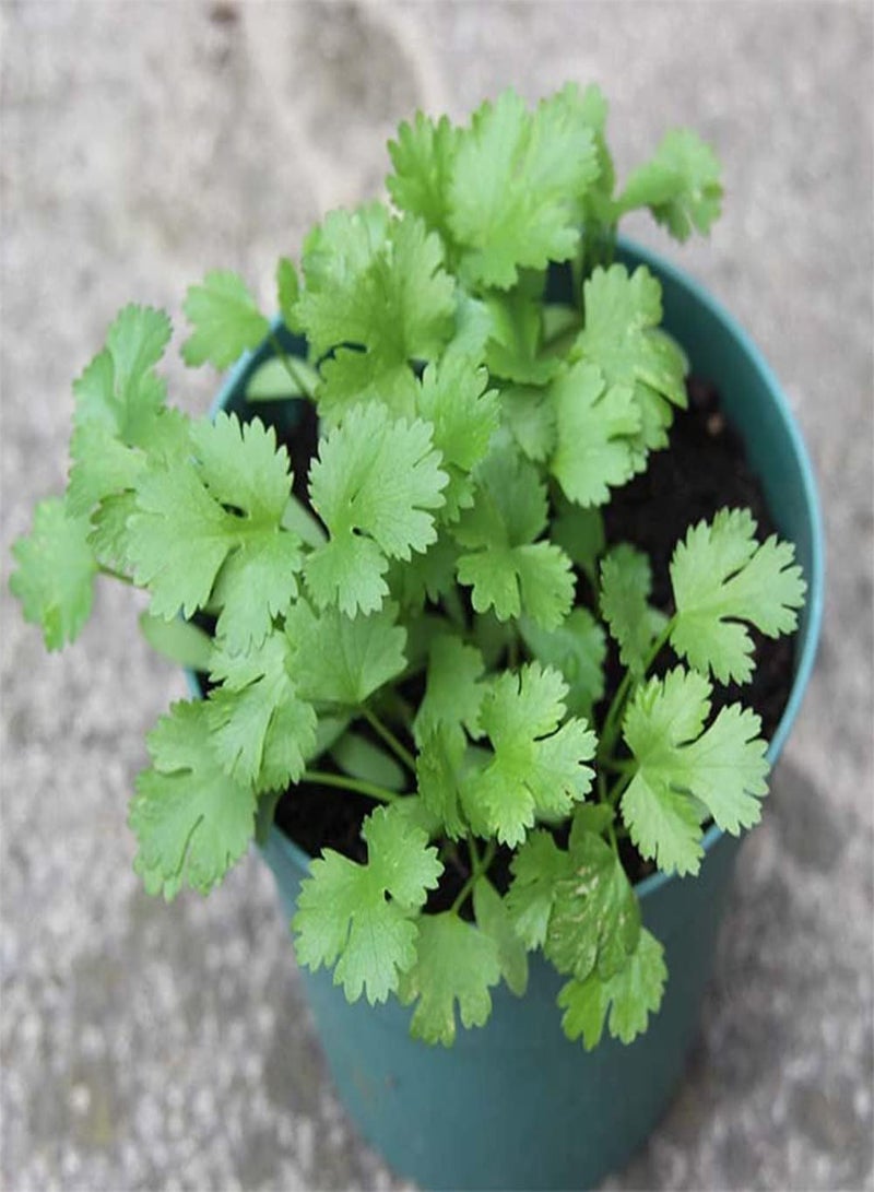 GGOOT 150pcs Unique Ideal Non GMO Coriander Seeds Entry Level Herbs Vegetables Outdoors with Family Enjoy Planting Fun Add Joyous Atmosphere - Image 1