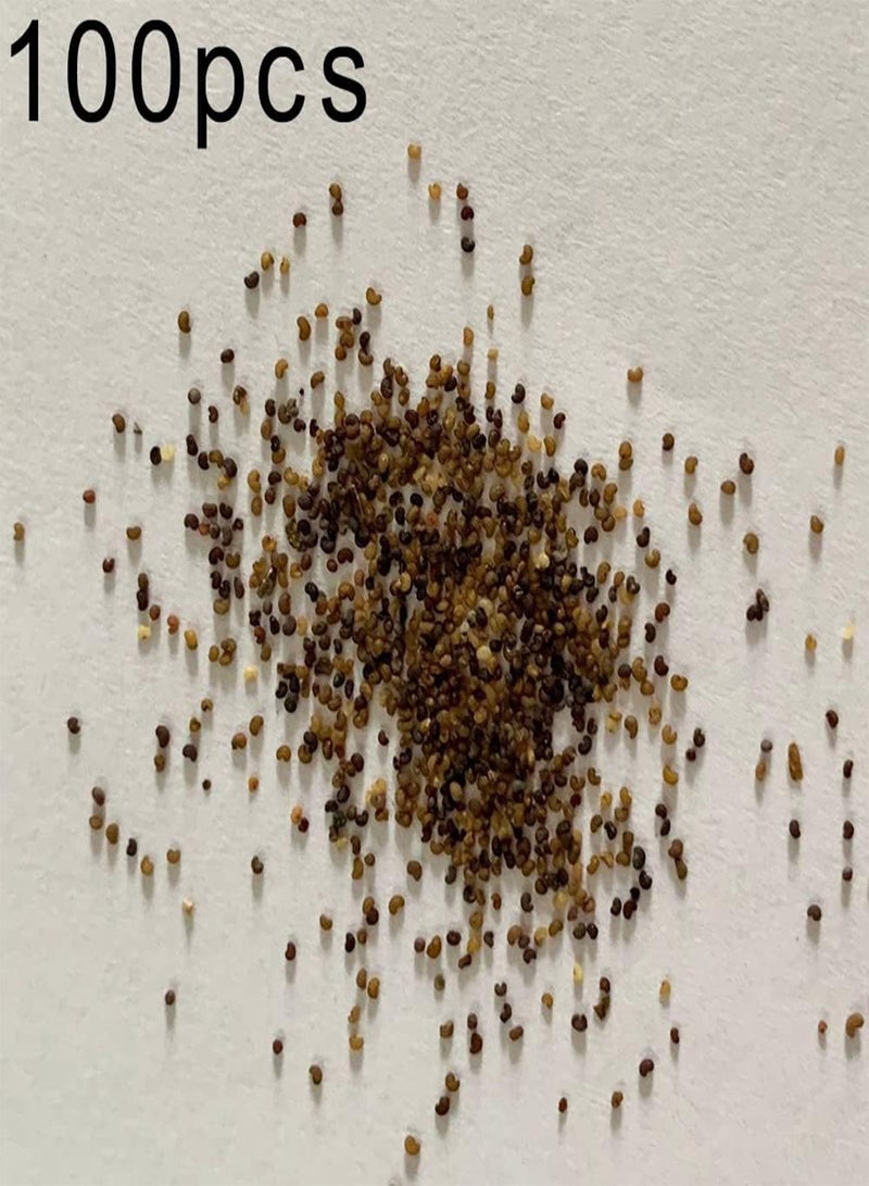 جي جوت 100 قطعة من بذور البتونيا المختلطة لحديقة المنزل الطارئة وشرفة بونساي وشتلات نباتات البتونيا بمقاس واحد - Image 2