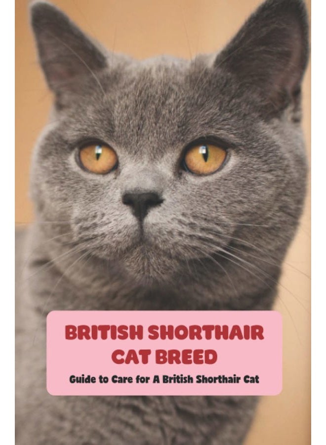 British Shorthair Cat Breed: Guide to Care for A British Shorthair Cat: British Shorthair Cat