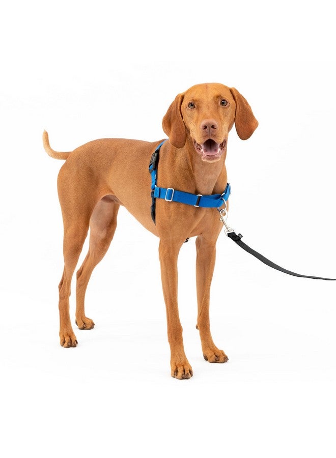 بيت سيف حزام PetSafe Easy Walk No-Pull Dog Harness - الحزام المثالي للمساعدة في التوقف عن السحب - سيطر على الموقف وعلّم سلوكيات أفضل في استخدام المقود - يساعد في منع الحيوانات الأليفة من السحب أثناء المشي، متوسط، أزرق ملكي/أزرق داكن - Image 1