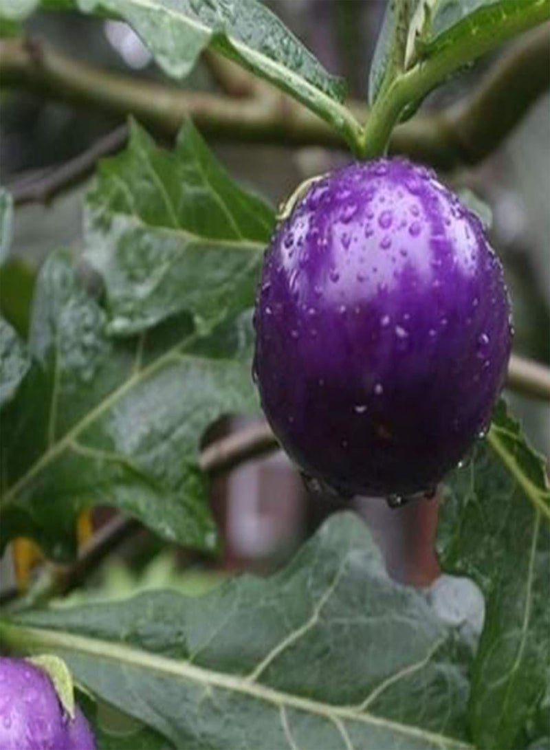 جي جوت 20 قطعة/حقيبة من بذور الخضروات، بذور طماطم أرجوانية حلوة مغذية طبيعية لزراعة المزرعة والحديقة والفناء الخارجي، 1 بذور طماطم أرجوانية - Image 2