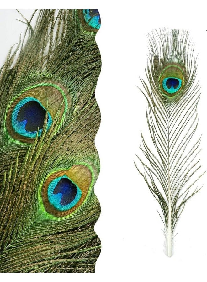 VRB DecTm Real Natural Peacock Peacock Feather Original Feathers 10-12 inch for DIY Craft Floral Arrangements,Wedding,Home and Party Decorations Feathers (Pack of 100 Pcs) - Image 2