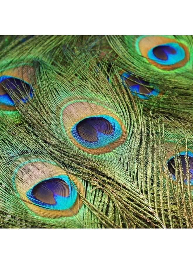 VRB DecTm Real Natural Peacock Peacock Feather Original Feathers 10-12 inch for DIY Craft Floral Arrangements,Wedding,Home and Party Decorations Feathers (Pack of 100 Pcs) - Image 5