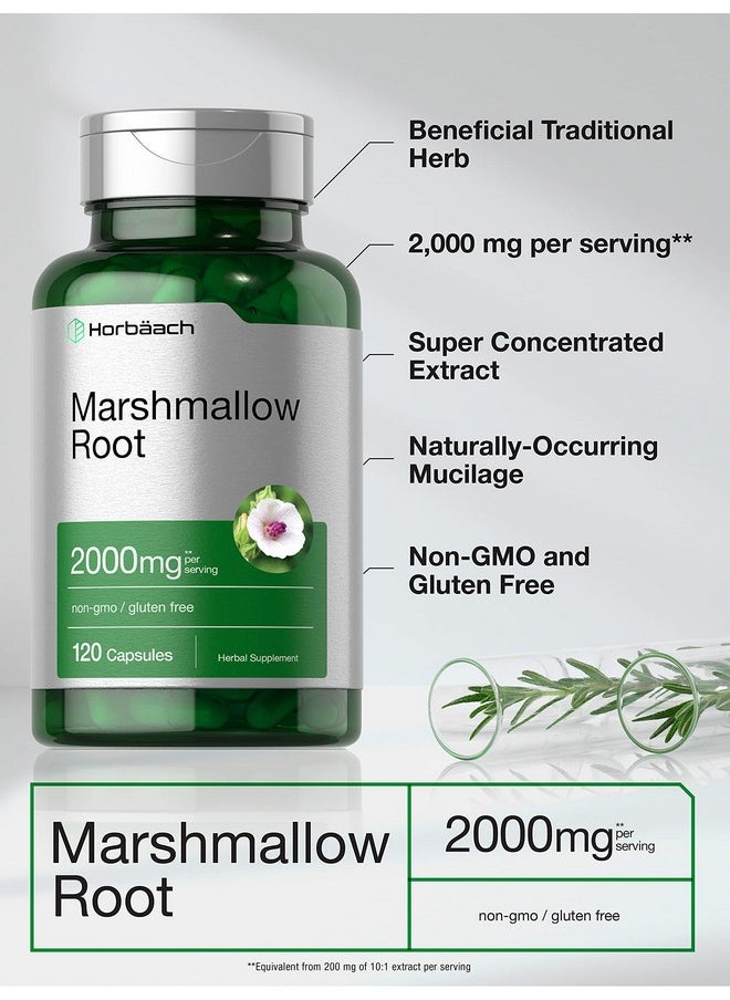 Horbaach Horbäach Marshmallow Root Capsules | 2000mg | 120 Count | Non-GMO & Gluten Free | Traditional Herb Extract  - Image 3