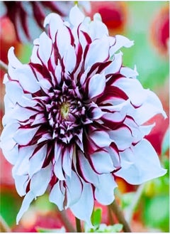 Long Flowering Period/Can be Planted All Year Round/Dahlia Seeds/Perennial Plants/Extraordinary flowers-65 PCS,c