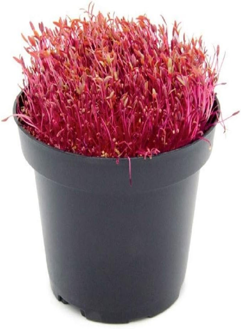 GGOOT Organic Sprouting MICROGREEN Amaranth RED LINE - 20 gm - Image 1