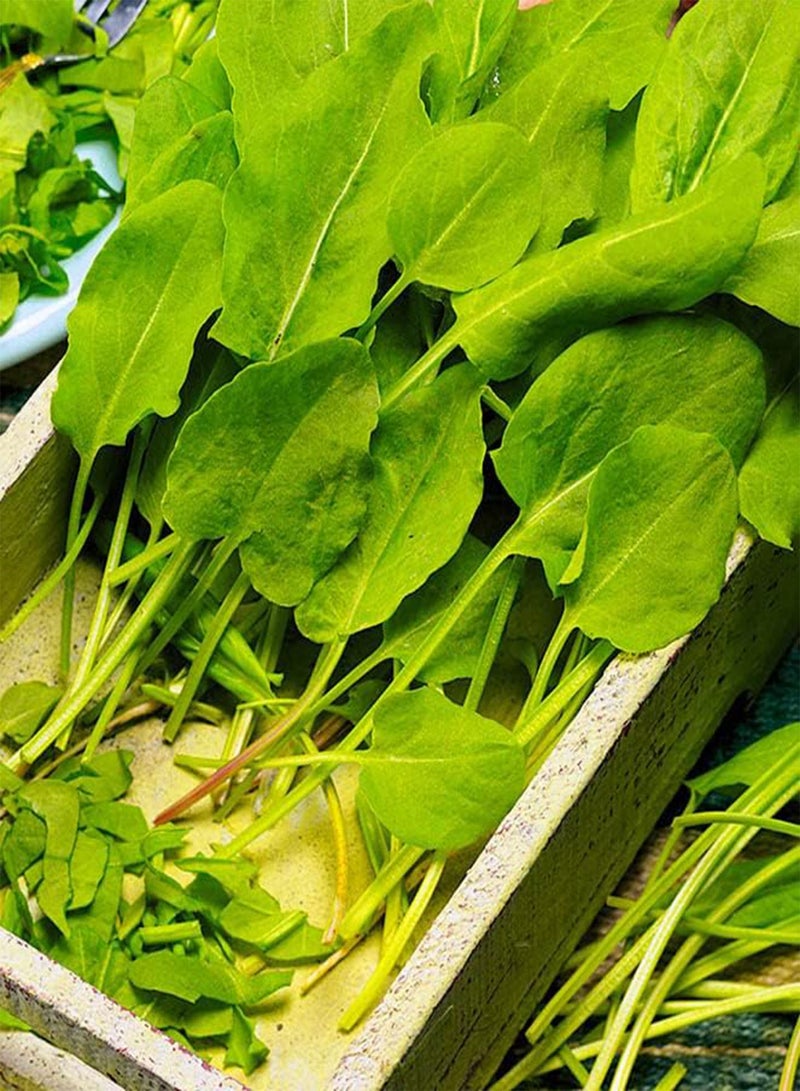 جي جوت حماض عريض الأوراق - خضار تراثية - خالٍ من الكائنات المعدلة وراثيًا - Image 2