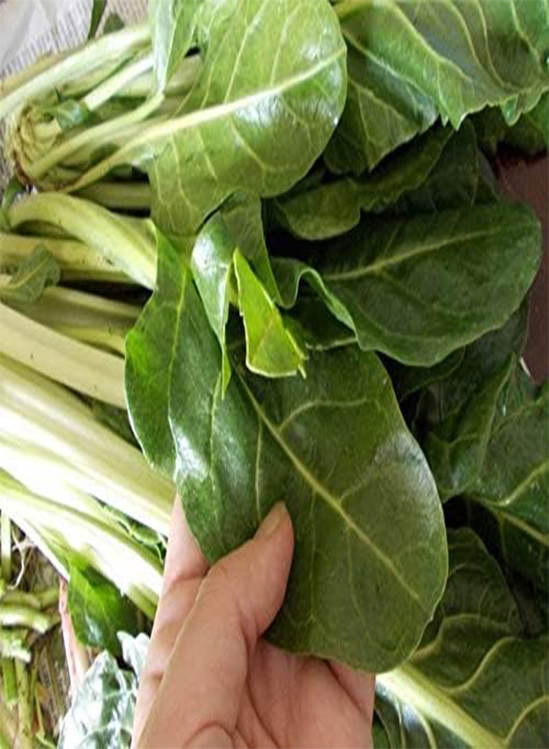 جي جوت حماض عريض الأوراق - خضار تراثية - خالٍ من الكائنات المعدلة وراثيًا - Image 4