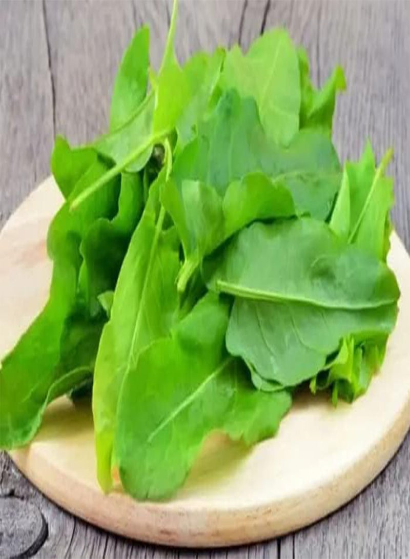 جي جوت حماض عريض الأوراق - خضار تراثية - خالٍ من الكائنات المعدلة وراثيًا - Image 3