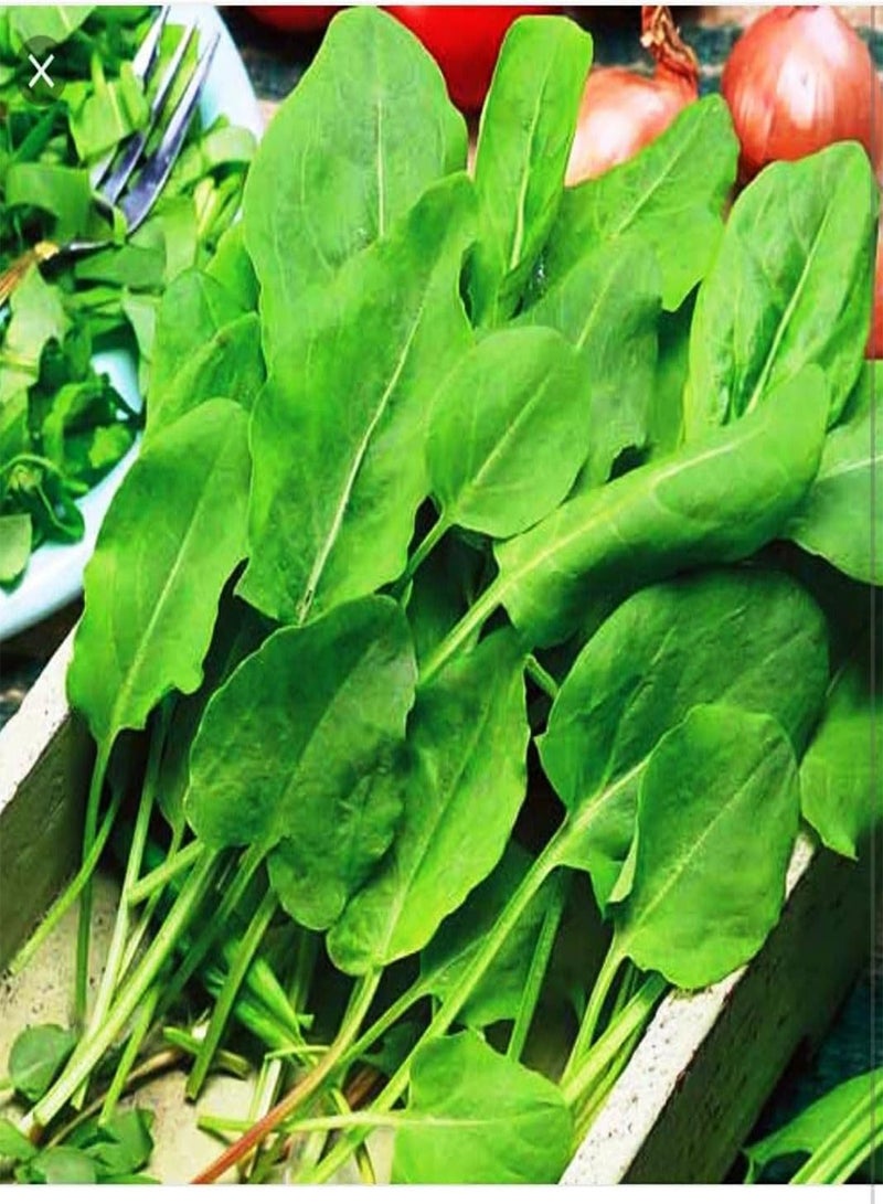 جي جوت حماض عريض الأوراق - خضار تراثية - خالٍ من الكائنات المعدلة وراثيًا - Image 1