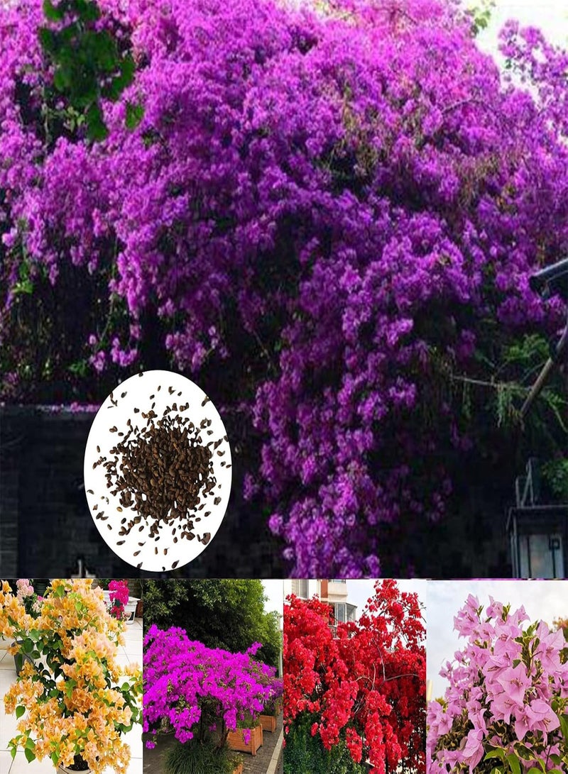 GGOOT Flower Seeds,100Pcs/Bag Bougainvillea Seeds Neutral Climbing Medium Sun Georgic Seeds for Yard Pink - Image 2