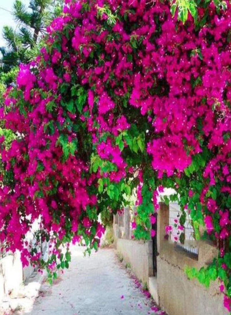 GGOOT Flower Seeds,100Pcs/Bag Bougainvillea Seeds Neutral Climbing Medium Sun Georgic Seeds for Yard Pink - Image 3